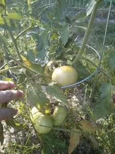Look at this yummy bunch of tomatoes!